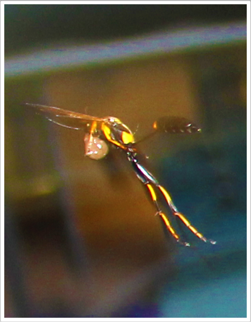 Professional Photographer Photography